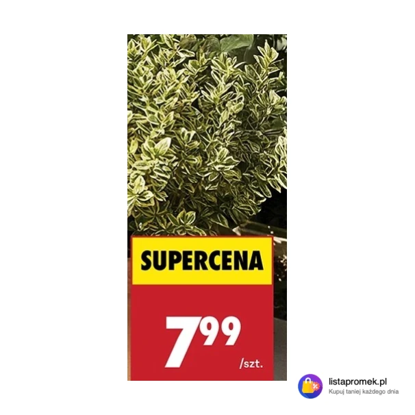 Trzmielina