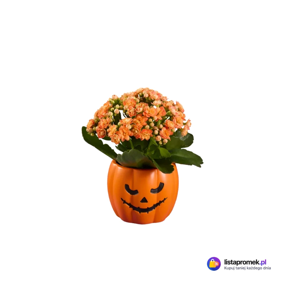 Kalanchoe w ceramice Haloween