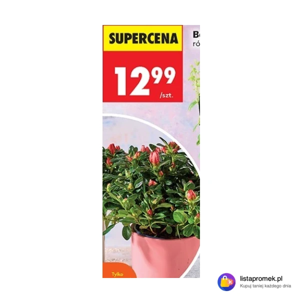 Borówka w donicy