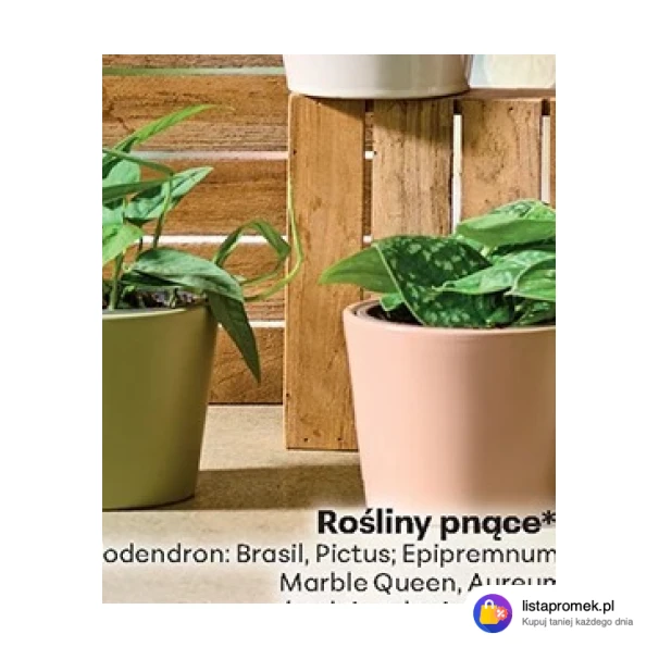 Rośliny pnące