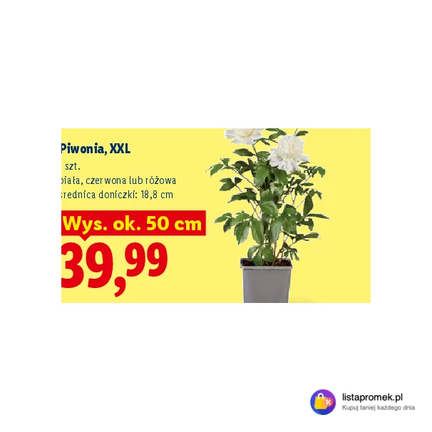Piwonia, XXL